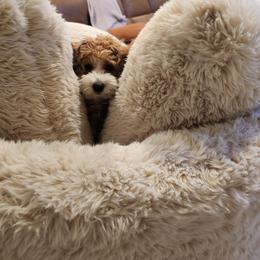 Bernedoodle, Cavapoo, Havanese, and Havapoo Puppies from Lady Paws Puppies - Cassie
