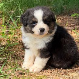 Trooper - Black tri male Miniature American Shepherd puppy in Leitchfield, Kentucky from Legendmaker MAS