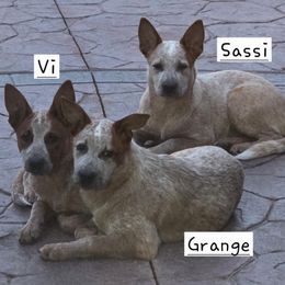 Australian Cattle Dog puppies from By Design ACD