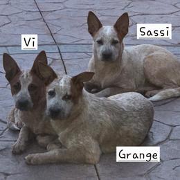 Australian Cattle Dog puppies from By Design ACD