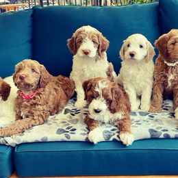 Goldendoodle Puppies from Texas Bella Doodles