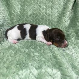 Liesel - Piebald female Dachshund puppy in Richmond, Virginia from Paw Prints