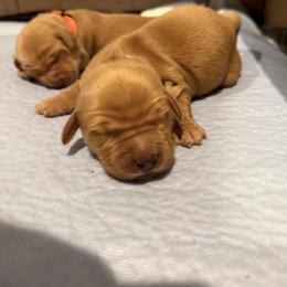 Maple - Dark golden female Golden Retriever puppy in Salem, Oregon from Baker’s Goldens