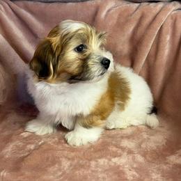 Rory - Red male Havanese puppy in Maryville, Missouri from Dreamworks Havanese