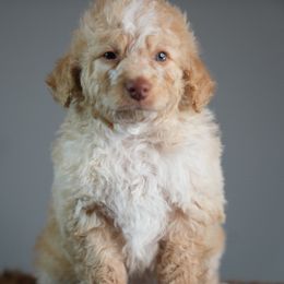 Max - Brown and white male Bernedoodle puppy in Caldwell, Idaho from Boise Doodle Co.