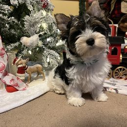 Biewer Terrier Puppies from Southern Star Biewers