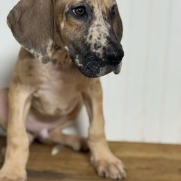 Francis - Merle male Great Dane puppy in Hutchinson, Kansas from Dappled Danes