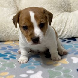 Big Boy - Brown and white male Jack Russell Terrier puppy in Cleburne, Texas from Jordan's Shorty Jacks
