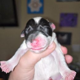 Female pup 1 - White and black female Smooth Fox Terrier puppy in Lake City, Florida from Providence Kennels