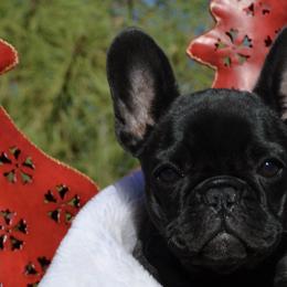 English Toy Spaniel and French Bulldog Puppies from Renaissance French Bulldogs and English Toy Spaniels