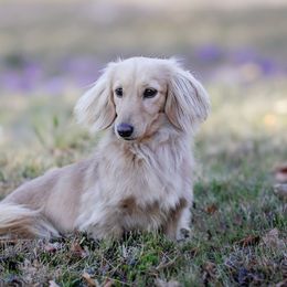 Bella - Dachshund