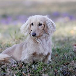Bella - Dachshund