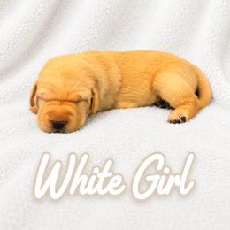 White Collar Girl - Yellow female Labrador Retriever puppy in Las Vegas, Nevada from Lucky Labrador Retrievers