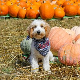 Bernedoodle, Goldendoodle, Sheepadoodle, and Aussiedoodle All Grown Up from Happy Top Doodles