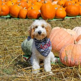 Bernedoodle, Goldendoodle, Sheepadoodle, and Aussiedoodle All Grown Up from Happy Top Doodles