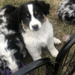 Australian Shepherd Puppies from RMW Ranch Australian Shepherds