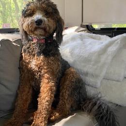 London Boy - Bernedoodle