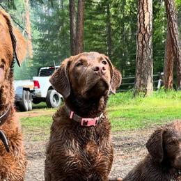 Chesapeake Bay Retrievers from Backwoods Chesapeakes