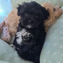 Boots - Black & white female Maltipoo puppy in Washington from Mt.BakerPoodles&Doodles