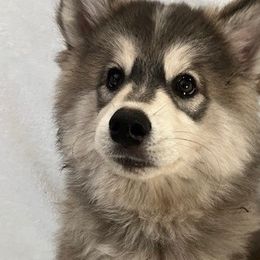 Ariel - Wolf sable Pomsky puppy in Jacksonville, Florida from Northeast Florida Pomskies