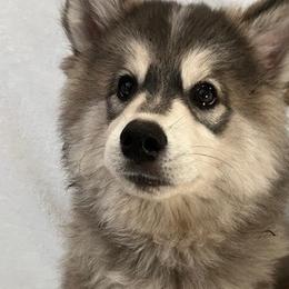 Ariel - Wolf sable Pomsky puppy in Jacksonville, Florida from Northeast Florida Pomskies