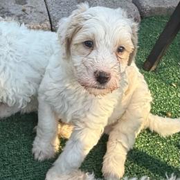 Moses - White male Bernedoodle puppy in Hays, Kansas from Pine Street doodles