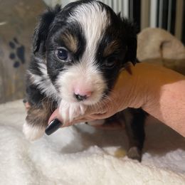Miniature Australian Shepherd Puppies from Yost Family Mini Aussies