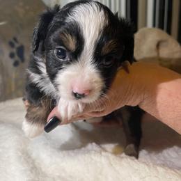 Miniature Australian Shepherd Puppies from Yost Family Mini Aussies