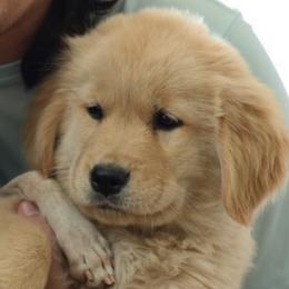 Golden Retriever Puppies from UnrivaledGoldens