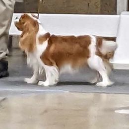Cavalier King Charles Spaniel All Grown Up from Buttin'Heads Cavaliers
