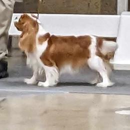 Cavalier King Charles Spaniel All Grown Up from Buttin'Heads Cavaliers