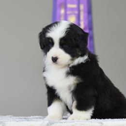 Miniature American Shepherd Puppies from Ashland Miniature American Shepherds