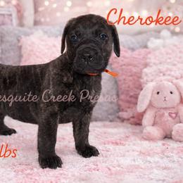 Perro de Presa Canario Puppies from Mesquite Creek Kennels