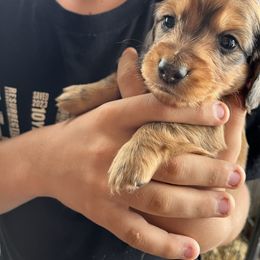 Boy 3 - Dapple male Dachshund puppy in Benton City, Washington from DOXA Miniature Dachshunds