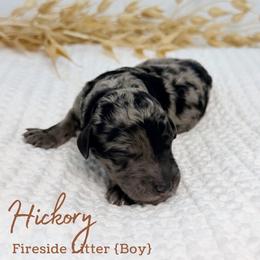 Hickory - Merle male Goldendoodle puppy in Livermore, Colorado from Heritage Hills Family Doodles