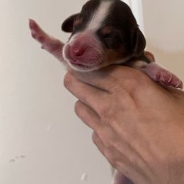 Boy 1 - Piebald male Dachshund puppy in Conroe, Texas from R&K Dachshunds