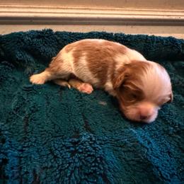 Boy 1 - Blenheim male Cavalier King Charles Spaniel puppy in Honeyville, Utah from Mike and Brandice Brown Performance Animals