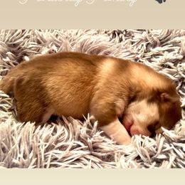 Pomsky puppies from Ponderay Pomsky