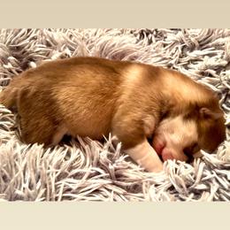 Pomsky puppies from Ponderay Pomsky