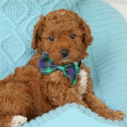 Milo - Red male Cavapoo puppy in Lititz, Pennsylvania from Hounds and Doodles
