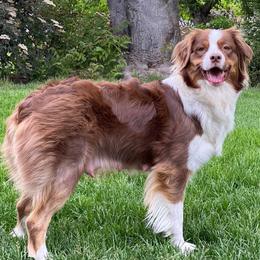 Crimson - Australian Shepherd