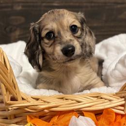 Gill - Dapple male Dachshund puppy in Dothan, Alabama from Little House Pups