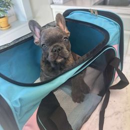 Mint - Brindle and white male French Bulldog puppy in Spotsylvania, Virginia from Lakeview Frenchies