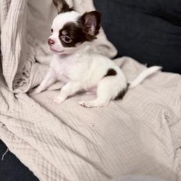 CKC Enzo - Chocolate and white male Chihuahua puppy in Brooklyn, New York from Cuties 4 You