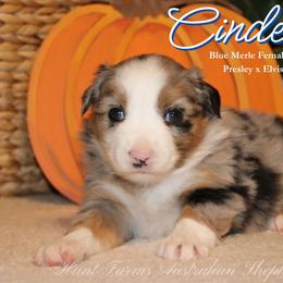 Cinderella - Blue merle female Miniature Australian Shepherd puppy in Grandfield, Oklahoma from Hunt Farms Australian Shepherds