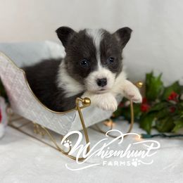 Betty Blue - Blue female Pembroke Welsh Corgi puppy in Nashville, Arkansas from Whisenhunt Farms