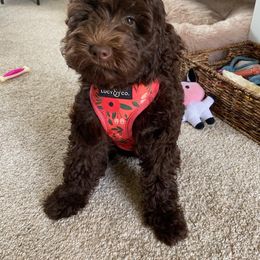 Bernedoodle and Goldendoodle All Grown Up from Brown’s Golden Paws