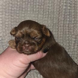 Stephanie - Liver female Shih Tzu puppy in Fairview Park, Ohio from Sunshine Shih tzus