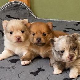 Luma - Red female Pomeranian puppy in Knoxville, Tennessee from Thea's Puppies