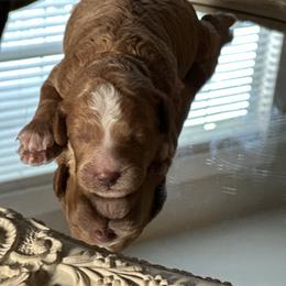 Boysenberry - Apricot male Poodle puppy in Dayton, Texas from Wolfe Island Poodles